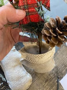 a person is holding a pine cone in a small container with a bow on it