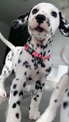 a dalmatian puppy standing on the floor with its front paws in the air