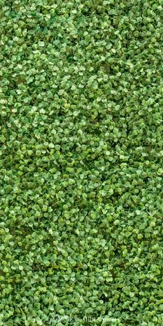 a close up view of the top of a hedge