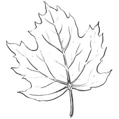 a drawing of a maple leaf