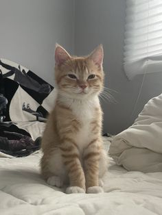 an orange and white cat sitting on top of a bed