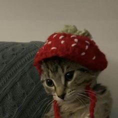 a small kitten wearing a knitted strawberry hat