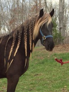 a brown horse standing on top of a lush green field next to a red rope