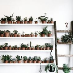 a room filled with lots of potted plants next to a wall mounted shelving unit