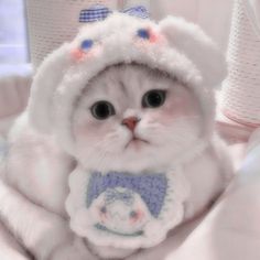 a white cat wearing a hat and scarf