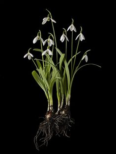 some white flowers are growing out of the ground with roots in front of black background