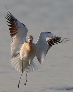 a white bird with its wings spread in the air