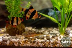 two fish in an aquarium with rocks and plants