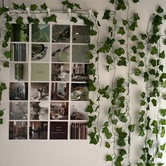 ivy growing up the side of a wall next to pictures and books on it's sides