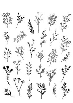 a bunch of different types of plants on a white background, each with leaves and flowers