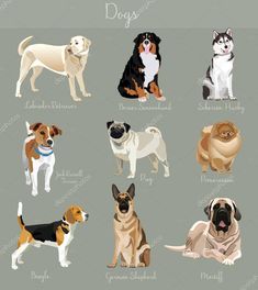 the different breeds of dogs are shown in this image, with their names on them