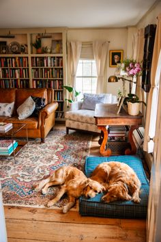 two dogs laying on a dog bed in a living room with bookshelves and couches