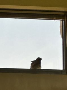 a small bird sitting on top of a window sill looking out at the sky