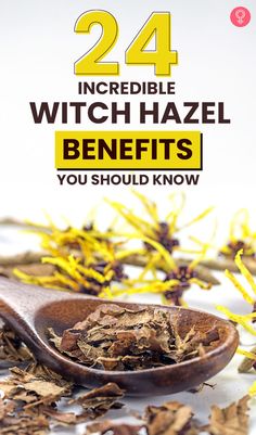 Witch hazel benefits are well known in the beauty industry. Witch hazel extract is packed with polyphenols, tannins, and natural plant compounds known for their health-promoting properties. Which Hazel Benefits, Witch Hazel For Hair, Witch Hazel Benefits, Benefits Of Witch Hazel, Witch Hazel Acne, Witch Hazel Uses, Medical Plants, Witch Hazel For Skin, Mama Natural