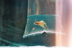 a goldfish in a clear plastic bag floating on water