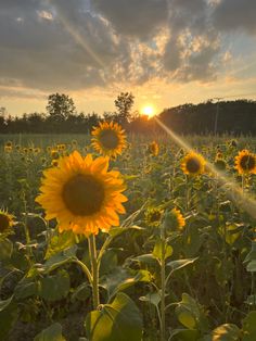 sunflowers are blooming in the field as the sun goes down on them