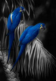 two blue parrots sitting on top of a palm tree in front of a black background