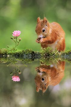 a red squirrel sitting on top of a tree branch next to a body of water