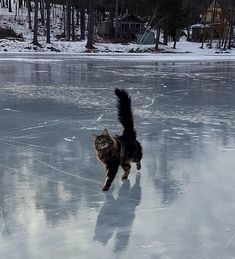 a cat walking across an ice covered lake