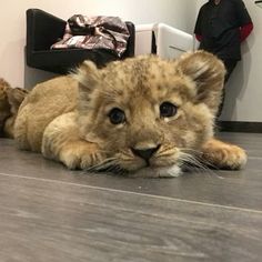 a lion cub is laying on the floor in front of two stuffed animals and people