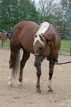 a brown and white horse standing on top of a dirt field next to a fence