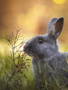 a rabbit is sitting in the grass and looking at something off to the side with its eyes wide open