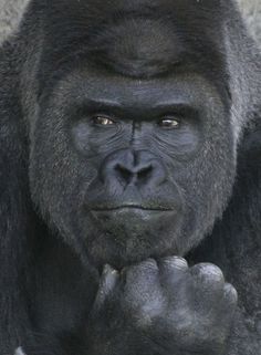 an image of a gorilla looking at the camera with his hands on his chins