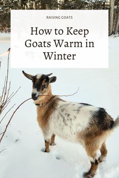 a goat standing in the snow with text overlay reading how to keep goats warm in winter