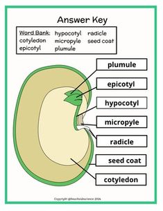 the structure of an animal's stomach and its parts labeled in green text on a white background