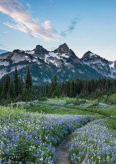 a trail winds through a meadow with wildflowers and mountains in the background at sunset