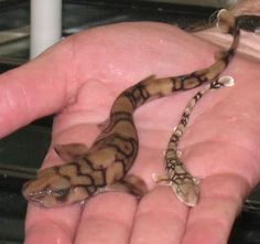 a person holding a small lizard in their hand