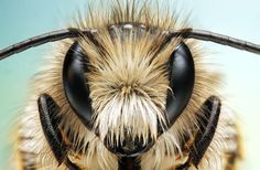 a close up view of a bee's head with long antennae and black eyes