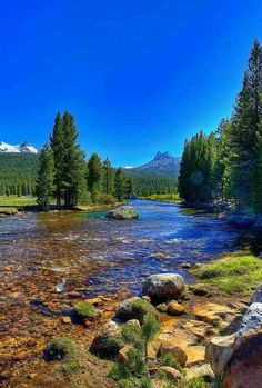 a river running through a forest filled with lots of green grass and tall pine trees