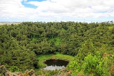 a pond in the middle of a forest filled with trees and bushes, surrounded by lush green foliage