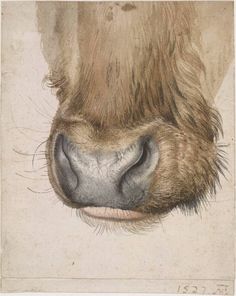 a cow's nose is shown in this drawing