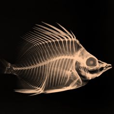 a fish skeleton is shown in this black and white photo, it looks like an x - ray