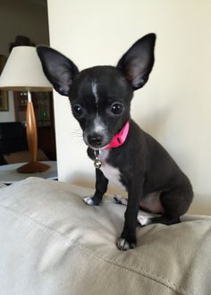 a small black and white dog sitting on top of a bed next to a lamp