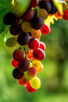 grapes are hanging from the vine with green leaves in the backgrounnds