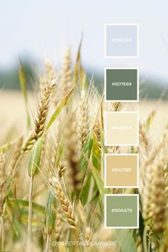 the color scheme for wheat is shown in shades of green, beige and white with some brown