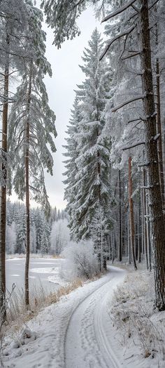 a snow covered road in the middle of a forest