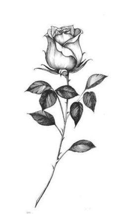 Rose Drawing Tattoo, Easy Flower Drawings, Rose Sketch, Beautiful Flower Drawings, Men Tattoo, Flower Art Drawing, Cool Pencil Drawings, Art Drawings Sketches Pencil, Rose Drawing