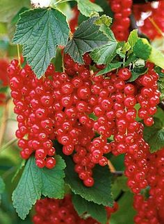 red berries are growing on the tree