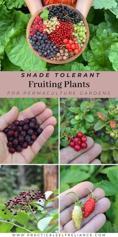 different types of berries are shown in this collage with the words, shade tolerant fruiting plants for permaculture gardens