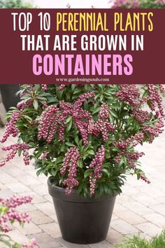 the top 10 perennial plants that are grown in containers