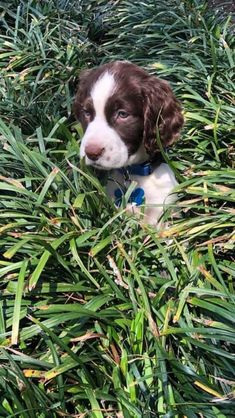 a brown and white dog sitting in the middle of some tall green grass with his head sticking out