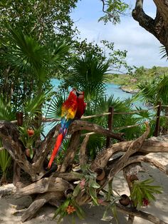 two colorful parrots sitting on top of a tree branch next to the ocean and trees