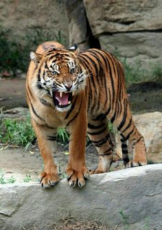 a tiger walking across a grass covered field next to a large rock wall with it's mouth open