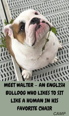 a dog with a plant in its mouth sitting on the floor next to a sign that says, meet walter an english bulldog who likes to sit like a human in his favorite chair