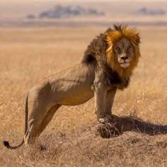 a lion standing on top of a dry grass field