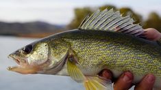 a person holding a large fish in their hand